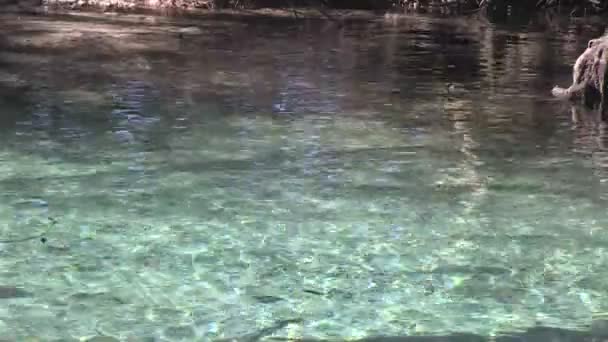 Een Manatee zwemmen — Stockvideo