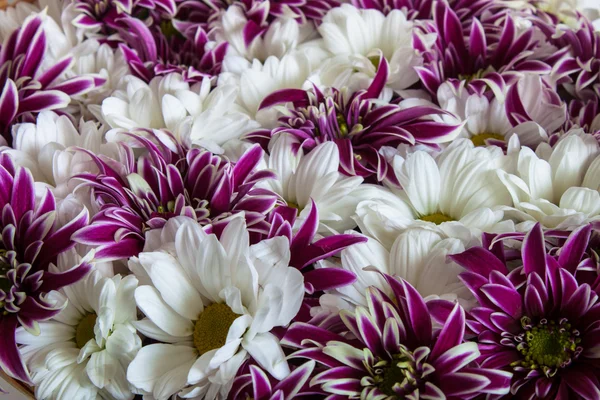 Krizantem arka planı