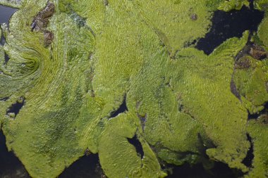 Arka plan yeşil sümük