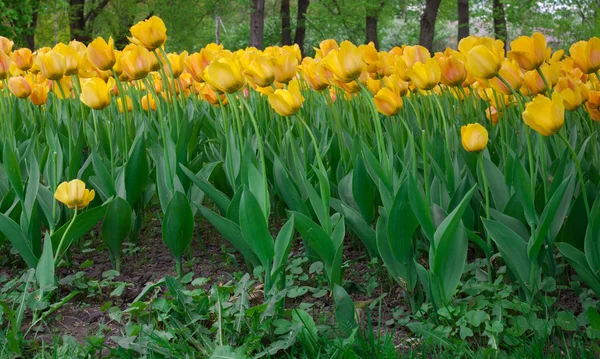 Wysokie żółte tulipany — Zdjęcie stockowe
