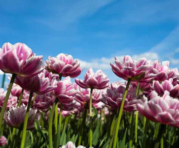 Tulipanes rosados —  Fotos de Stock