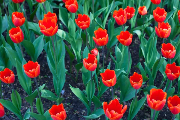 Tło czerwone tulipany — Zdjęcie stockowe