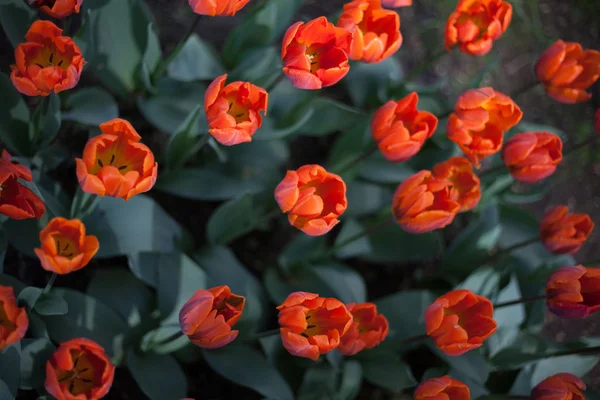 Orangene Tulpen — Stockfoto