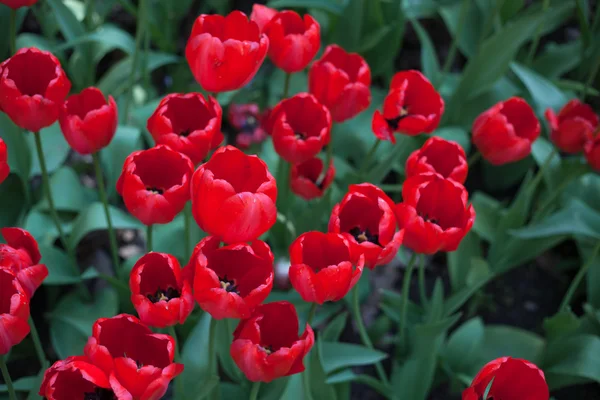 Tulipanes rojos —  Fotos de Stock