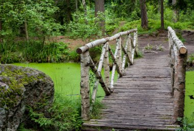 Bataklık köprüden huş ağacı