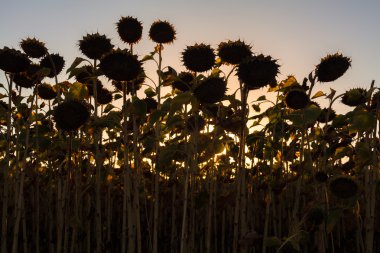 gün batımında ayçiçeği tarlası