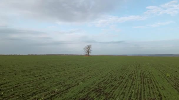 Single tree in the field, aerial view Royalty Free Stock Video