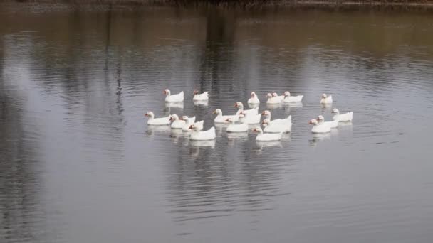 White goose floating on the water of the pond Stock Footage