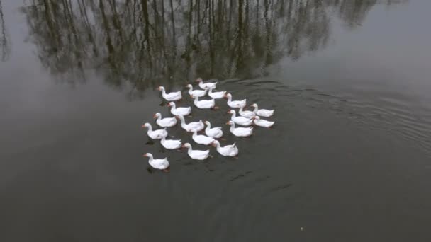 白鹅漂浮在池塘的水面上 免版税图库视频片段
