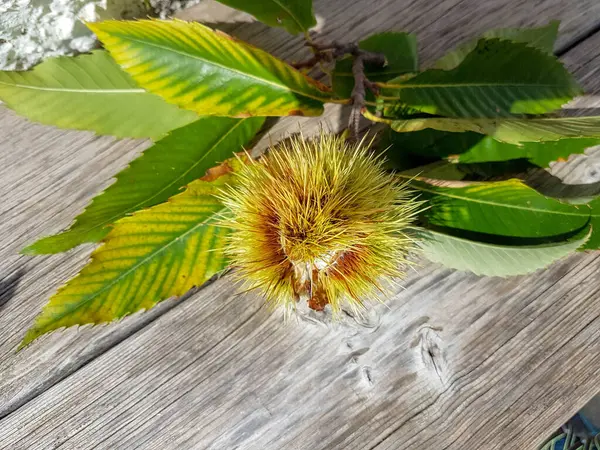 Châtaignes Fruits Frais Avec Des Feuilles Automne Sur Fond Bois — Photo