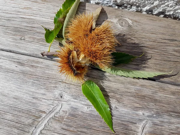 Chestnuts Fruitis สดพร อมใบไม ในฤด ใบไม วงบนพ นหล งไม — ภาพถ่ายสต็อก