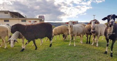 Sonbahar gökyüzü bulutlarında arka plan için bir çayırda koyun kapanıyor.