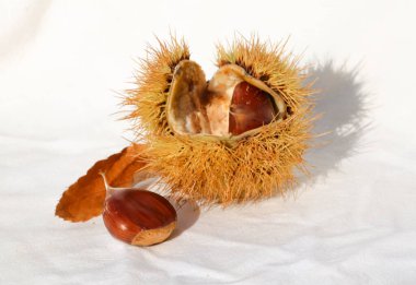 kestane iki arka plan için izole