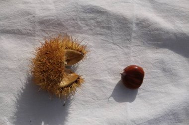 kestane iki arka plan için izole