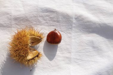 kestane iki arka plan için izole