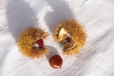 kestane iki arka plan için izole