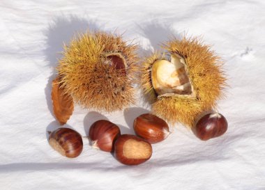 kestane iki arka plan için izole