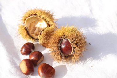 kestane iki arka plan için izole