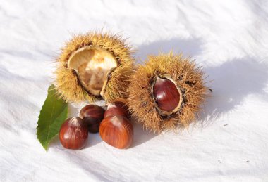 kestane iki arka plan için izole