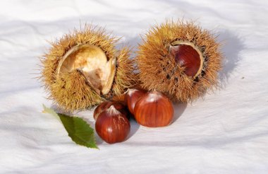 kestane iki arka plan için izole