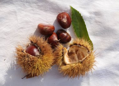 kestane iki arka plan için izole