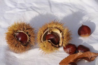 kestane iki arka plan için izole