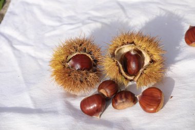 kestane iki arka plan için izole