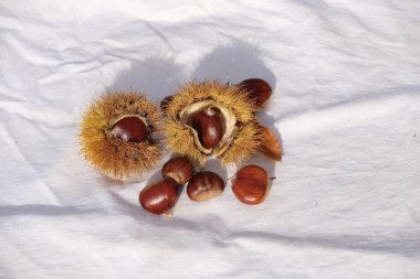 kestane iki arka plan için izole