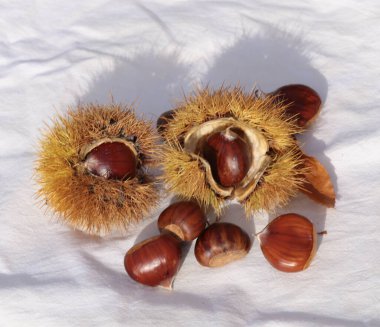 kestane iki arka plan için izole