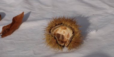 kestane iki arka plan için izole