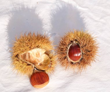 kestane iki arka plan için izole