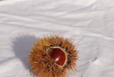 kestane iki arka plan için izole