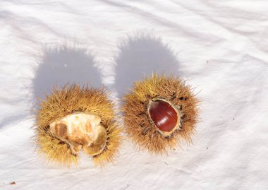 kestane iki arka plan için izole