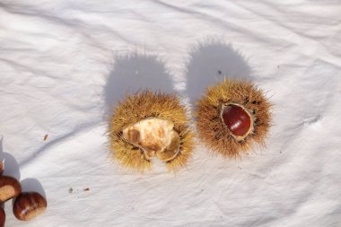 kestane iki arka plan için izole