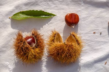 kestane iki arka plan için izole