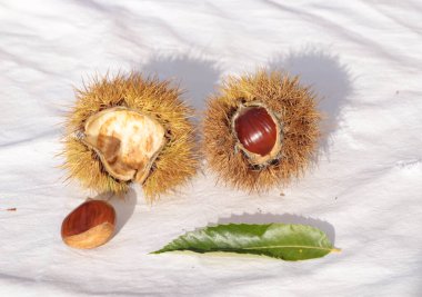 kestane iki arka plan için izole