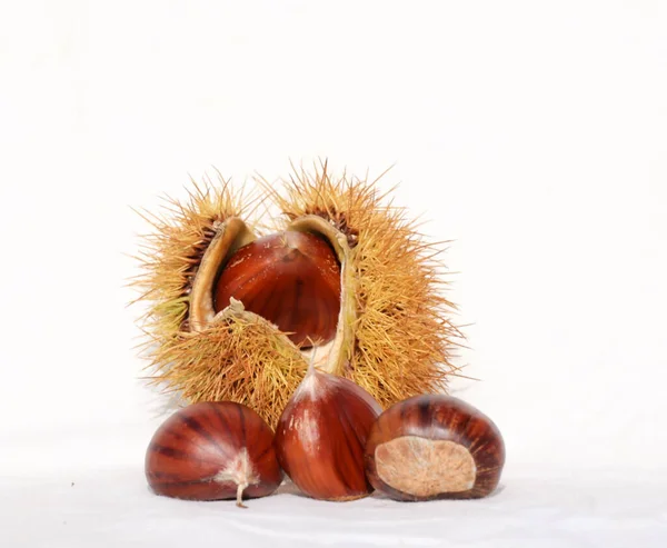 Castagne Due Isolati Sfondo — Foto Stock