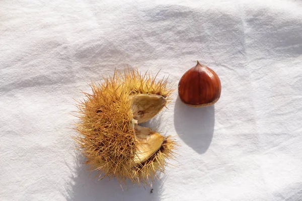 kestane iki arka plan için izole