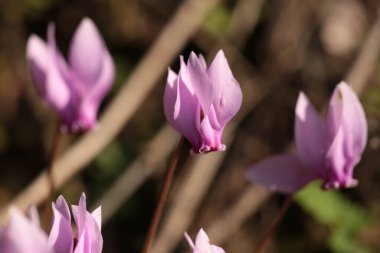 Siklamen siklamenleri ormandaki çiçekleri koyu arkaplanı kapatır