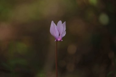 Siklamen siklamenleri ormandaki çiçekleri koyu arkaplanı kapatır