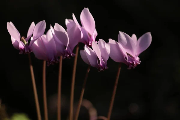 Cyclamen Cyclamens Flowers Forest Close Dark Background — Stock Photo, Image