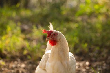 Çayırda tavuklar bembeyaz.