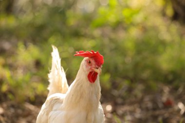 Çayırda tavuklar bembeyaz.