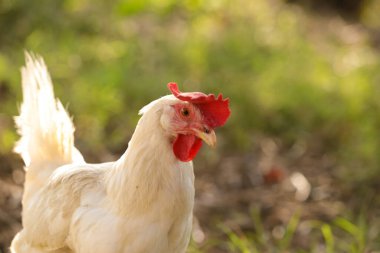 Çayırda tavuklar bembeyaz.