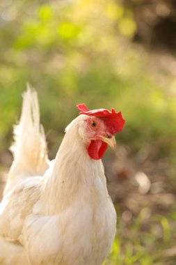 Çayırda tavuklar bembeyaz.