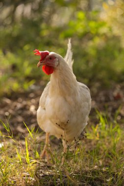 Çayırda tavuklar bembeyaz.