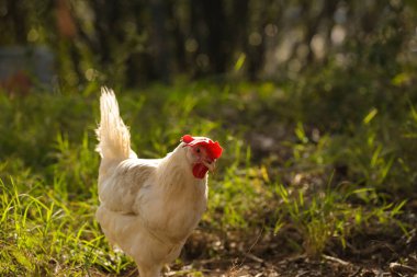 Çayırda tavuklar bembeyaz.