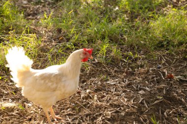 Çayırda tavuklar bembeyaz.