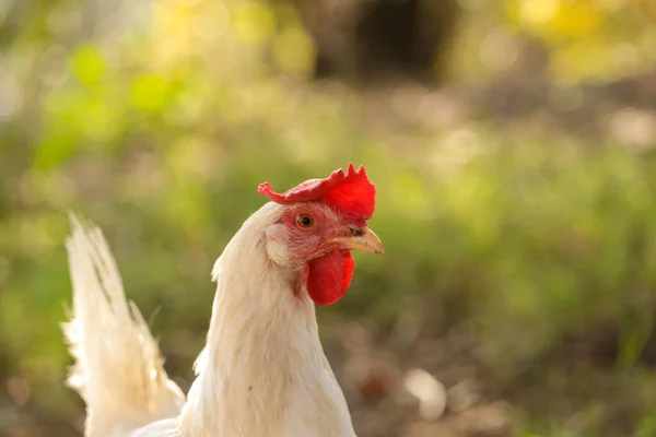 hen chicken free range in the meadow red white