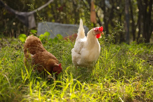 Hen Chicken Free Range Meadow Red White — Stock Photo, Image